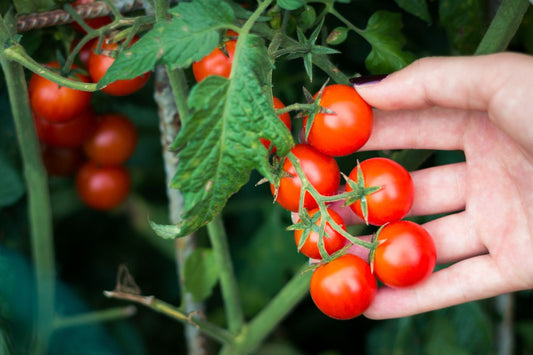 Cherry Tomatoes 250g punnet