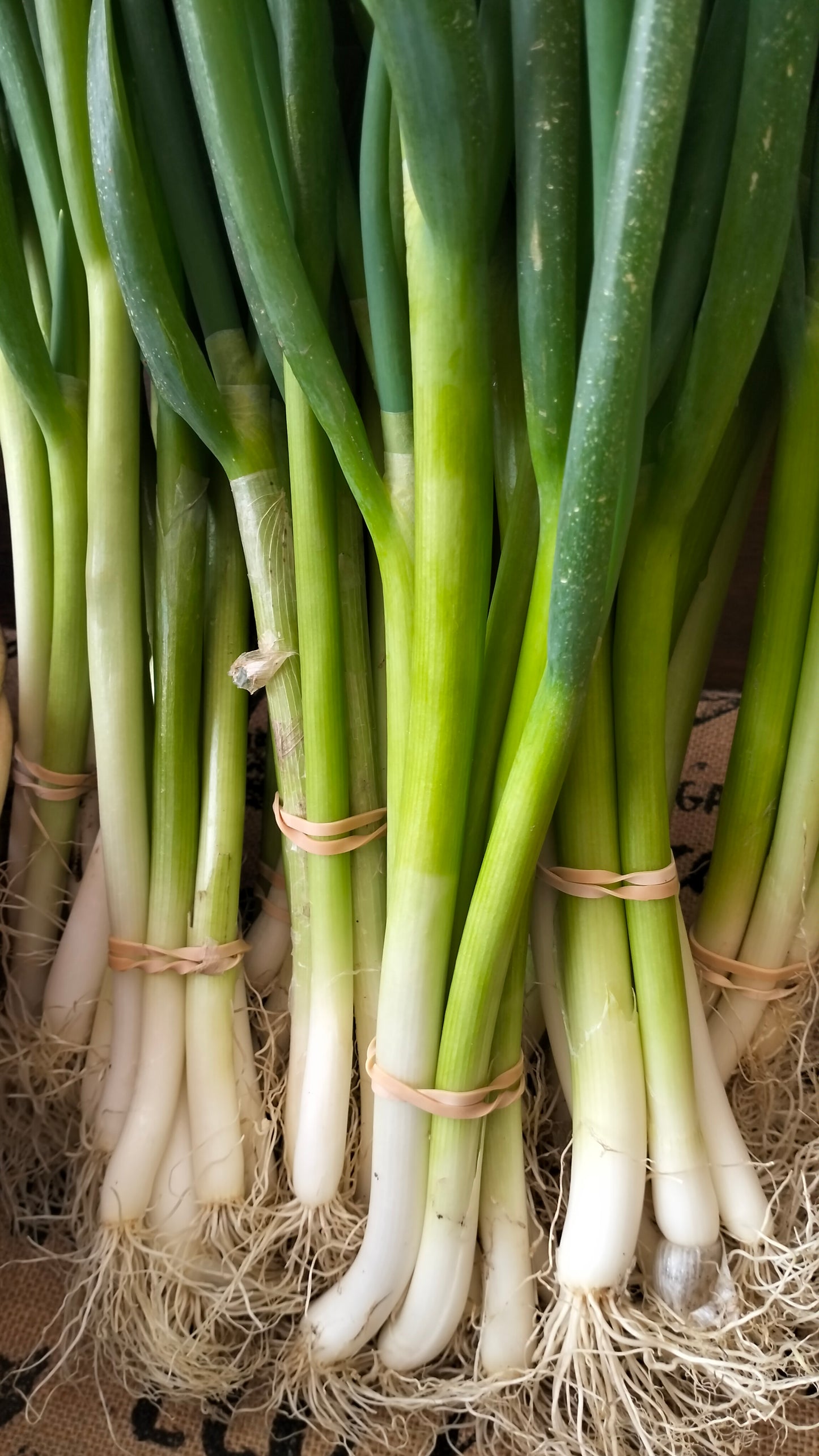 Spring onions (bunch)