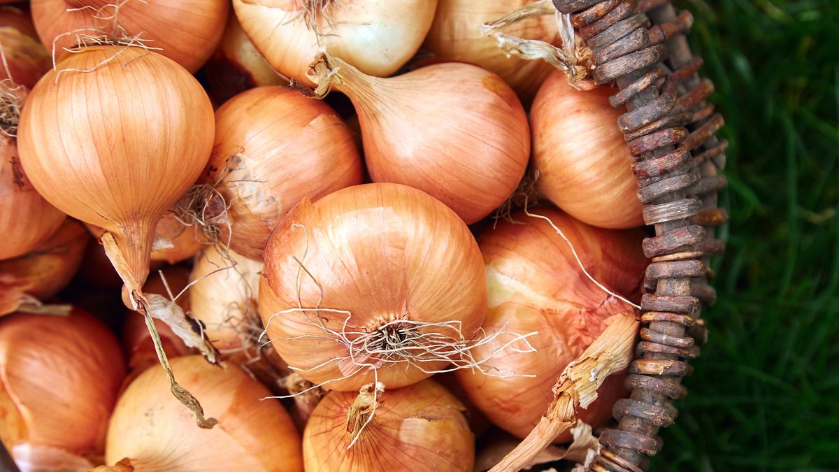 Brown Onions