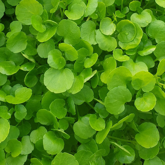 Watercress 120g bag