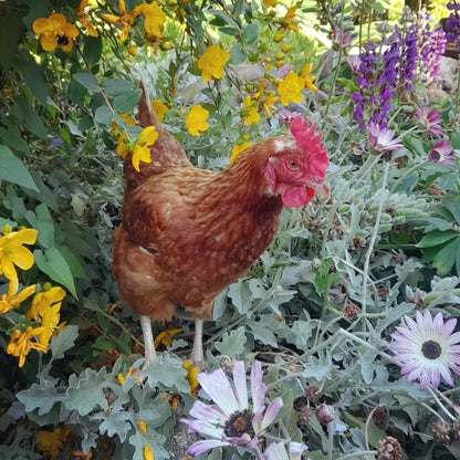 Chicken Eggs