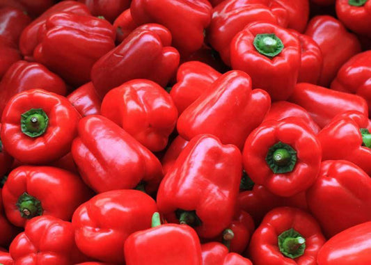 Capsicum