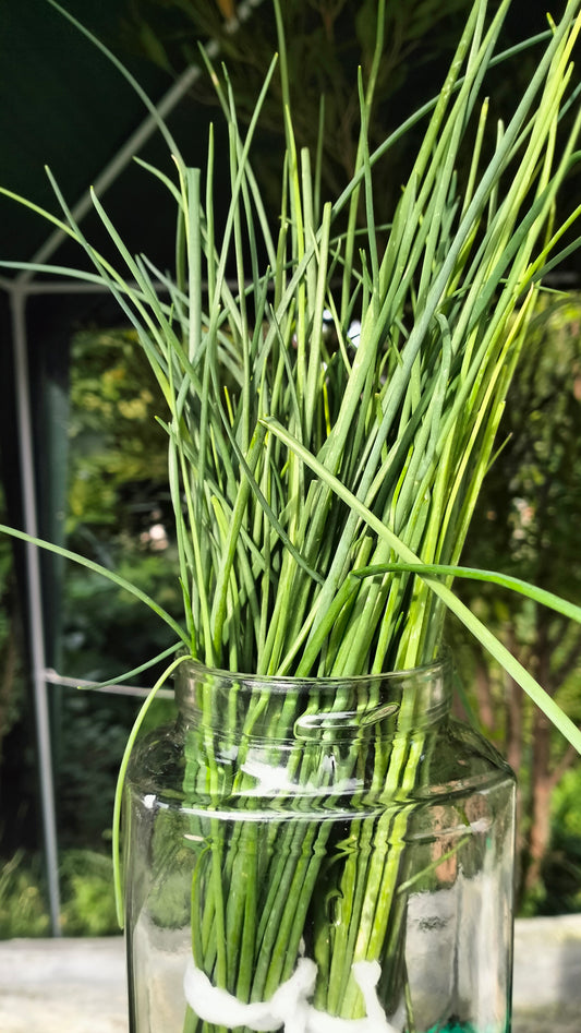 Chives (punnet)