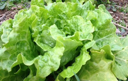Lettuce mix