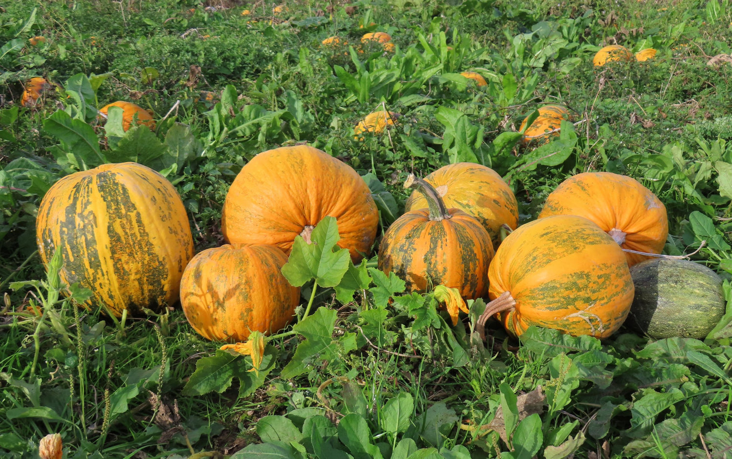 Summer Hill Seeds