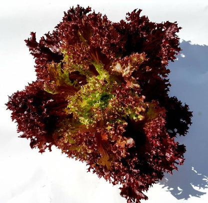 Lettuce mix