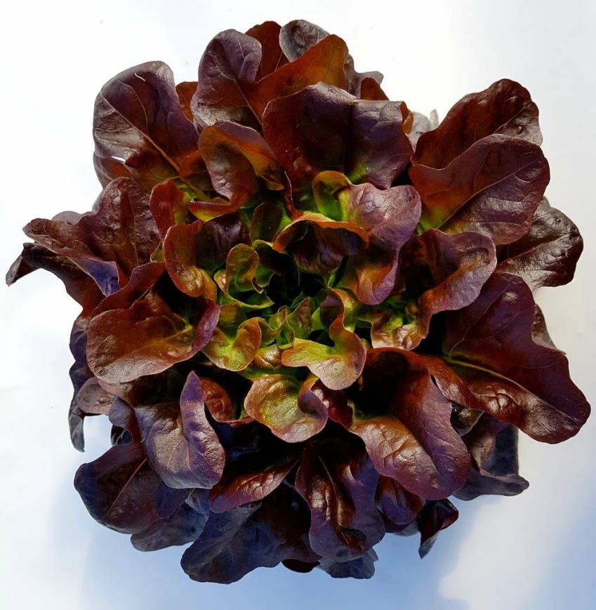 Lettuce mix