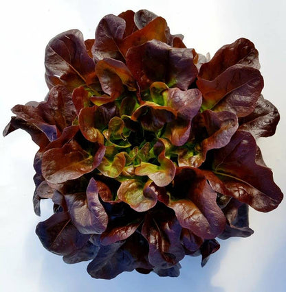 Lettuce mix