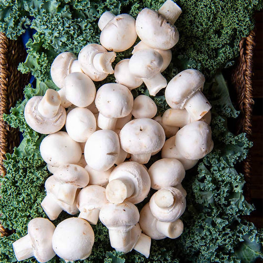 Mushrooms