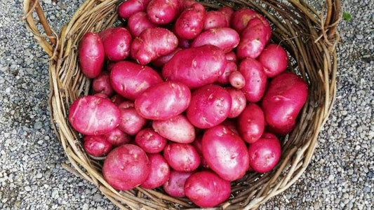 Potatoes Carmel red skin