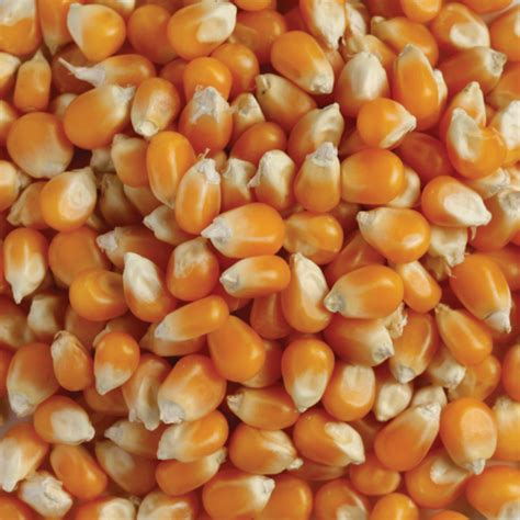 Popping Corn