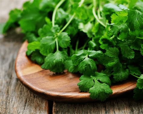 Coriander (punnet)