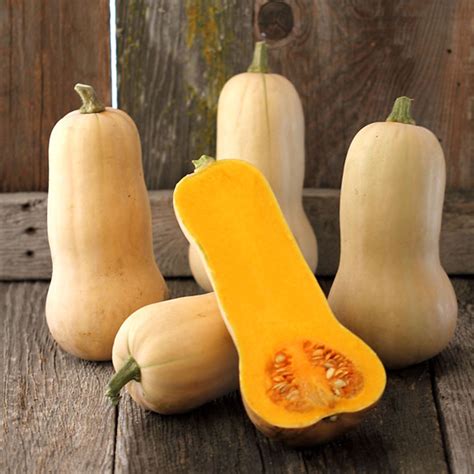 Butternut