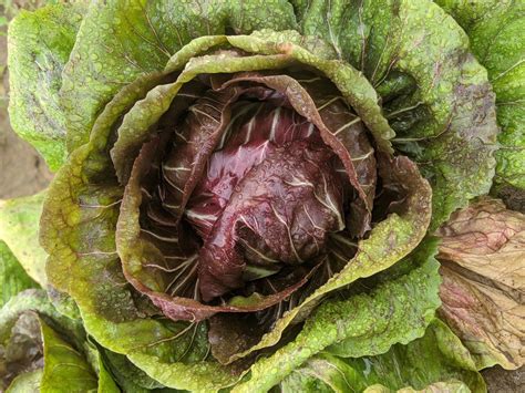 Radicchio